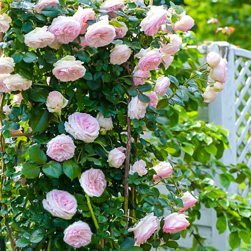 1 szt, Róża pnąca Pierre de Ronsard - Sadzonki: Ilość w opakowaniu: 1 sadz