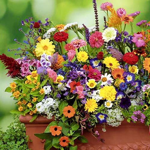 1 szt, Mieszanka balkonowa - Nasiona: Ilość w opakowaniu: 1 g