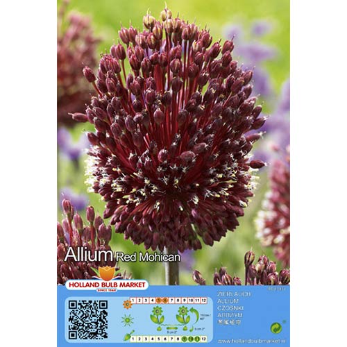 1 szt., Czosnek (Allium) Red Mohican - Cebule: Ilość w opakowaniu: 1 szt.