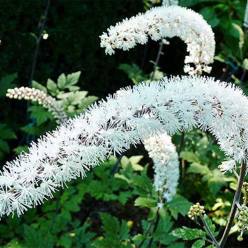 1 sadz, Pluskwica gałęziasta - Sadzonki: Ilość w opakowaniu: 1 sadz