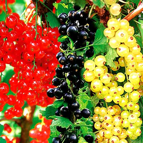 3 sadz, Zestaw Porzeczkowe 3 sadzonki - Sadzonki: Ilość w opakowaniu: 3 sadz