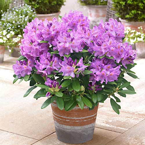 1 sadz, Rododendron (Różanecznik) Libretto - Sadzonki: Ilość w opakowaniu: 1 sadz