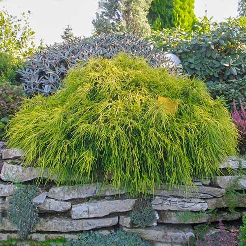 1 sadz, Cyprysik groszkowy (Chamaecyparis) Sungold - Sadzonki: Ilość w opakowaniu: 1 sadz