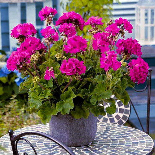 1 szt, Pelargonia fioletowa F1 - Nasiona: Ilość w opakowaniu: 10 szt