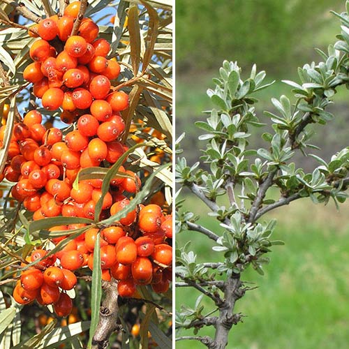 2 sadz, Rokitnik jadalny: męski (1) + żeński (1) - Sadzonki: Ilość w opakowaniu: 2 sadz