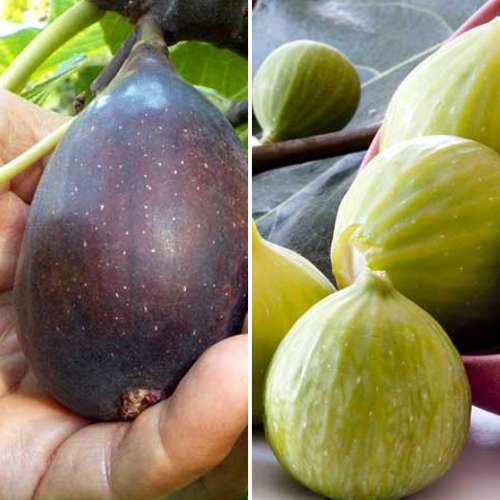 2 sadz, Super oferta! Zestaw Figowców, 2 sadzonki - Sadzonki: Ilość w opakowaniu: 2 sadz