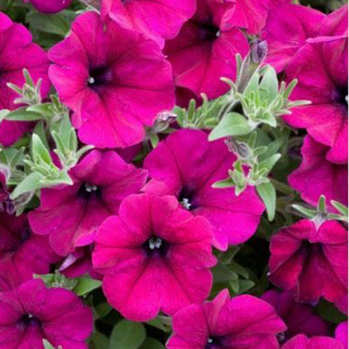 1 szt, Petunia ogrodowa amarantowa - Nasiona: Ilość w opakowaniu: 0.1 g