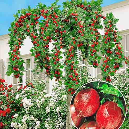 1 szt, Agrest czerwony na pniu Czerwony Triumf - Sadzonki: Ilość w opakowaniu: 1 sadz