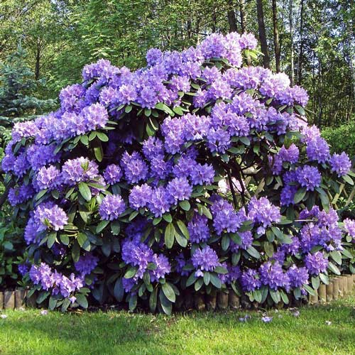 1 szt., Rhododendron (Różanecznik) Blue Silver - Sadzonki: Ilość w opakowaniu: 1 szt.