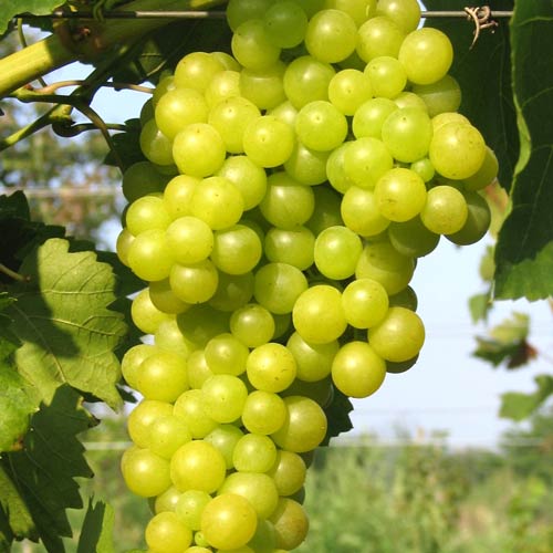 2 sadz, Winorośl bezpestkowa Lakemont - Sadzonki: Ilość w opakowaniu: 2 sadz