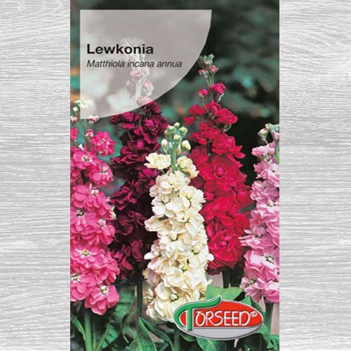 1 szt, Lewkonia letnia Excelsior, mieszanka - Nasiona: Ilość w opakowaniu: 0.5 g