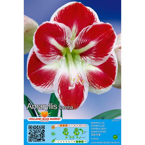 1 szt., Amaryllis (Hippeastrum) Samba - Cebule: Ilość w opakowaniu: 1 szt.