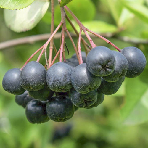 1 sadz, Aronia czarna Viking, С7,5 - Sadzonki: Ilość w opakowaniu: 1 sadz