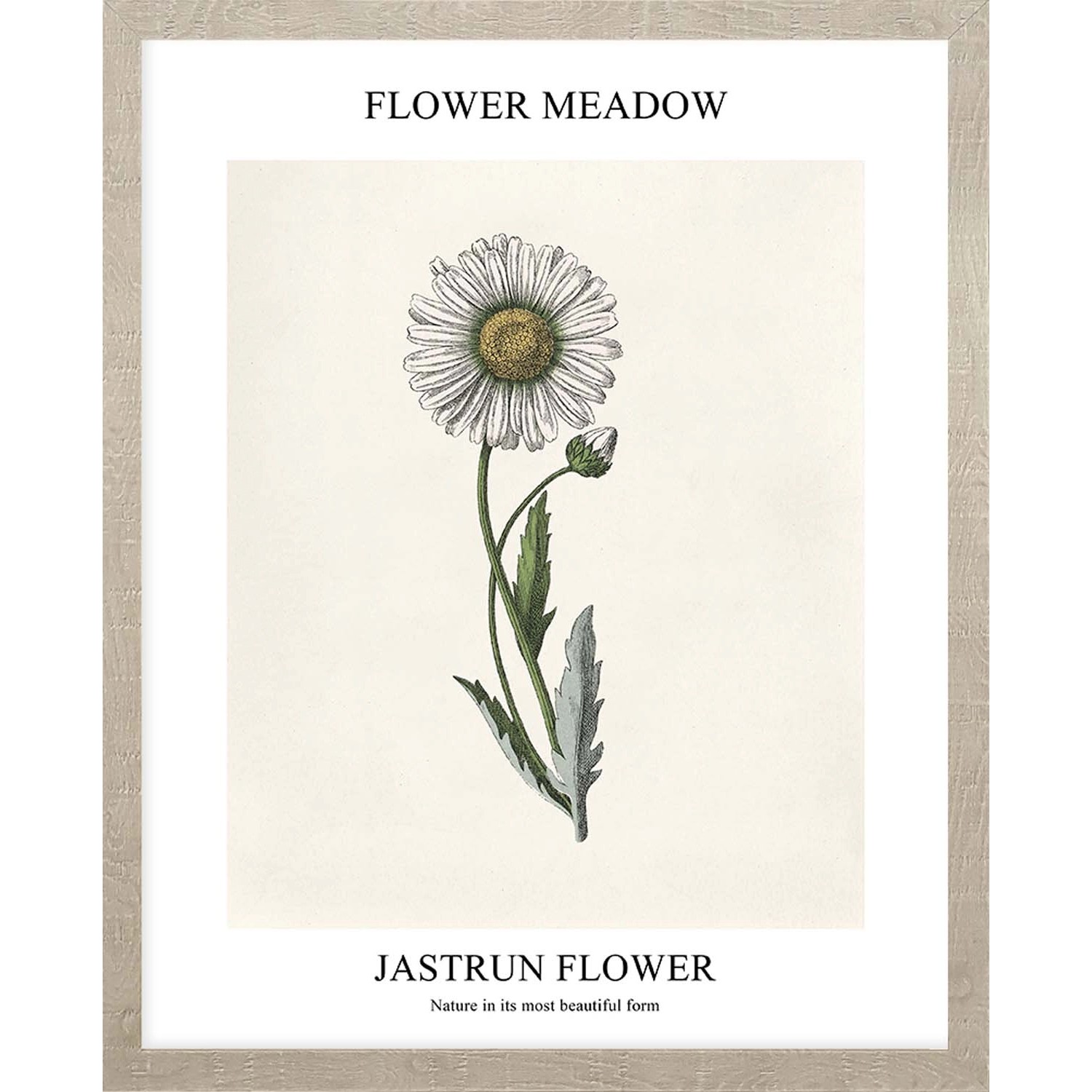 ARS LONGA Obraz JASTRUN FLOWER 43 x 53 cm