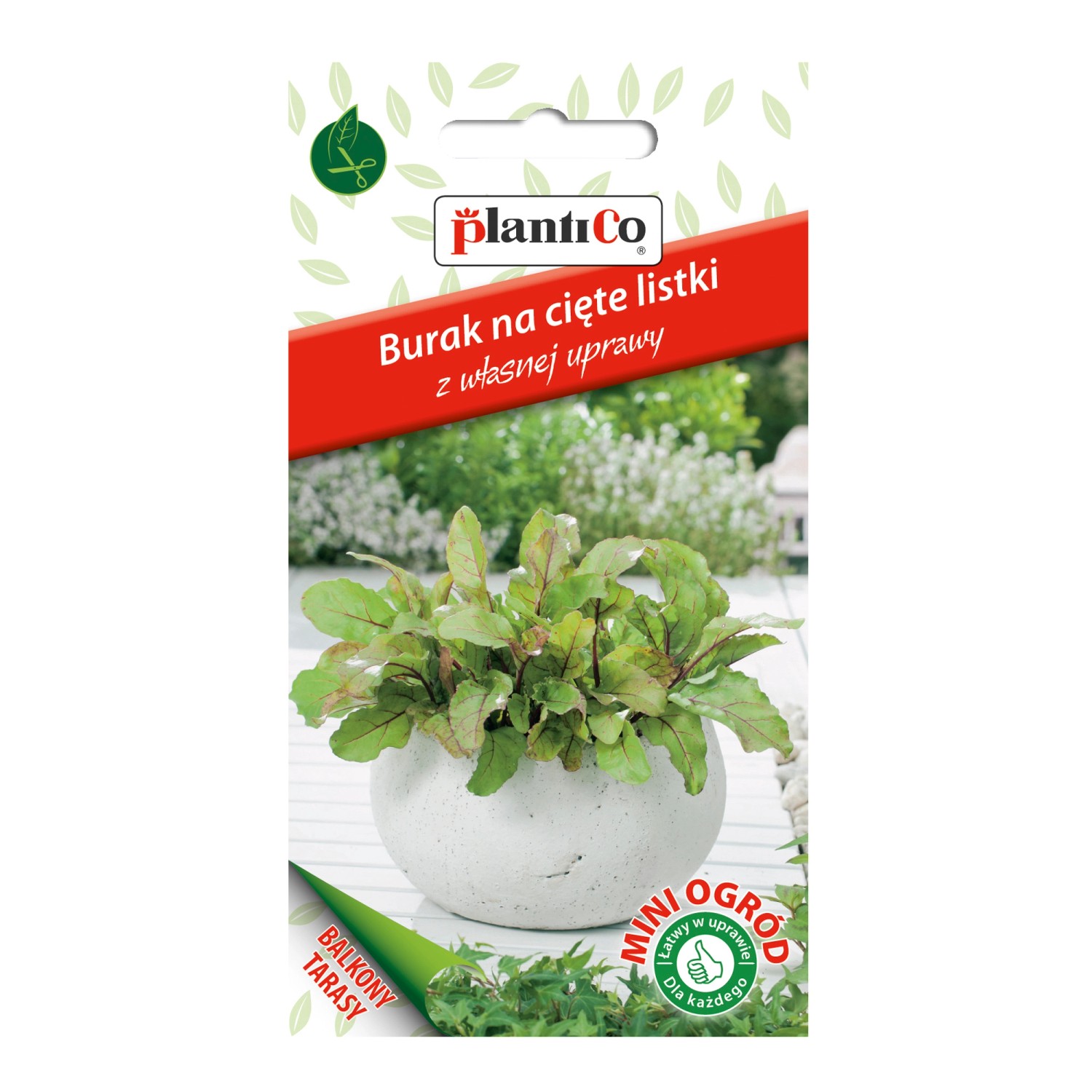 Burak ćwikłowy Mini Ogród
