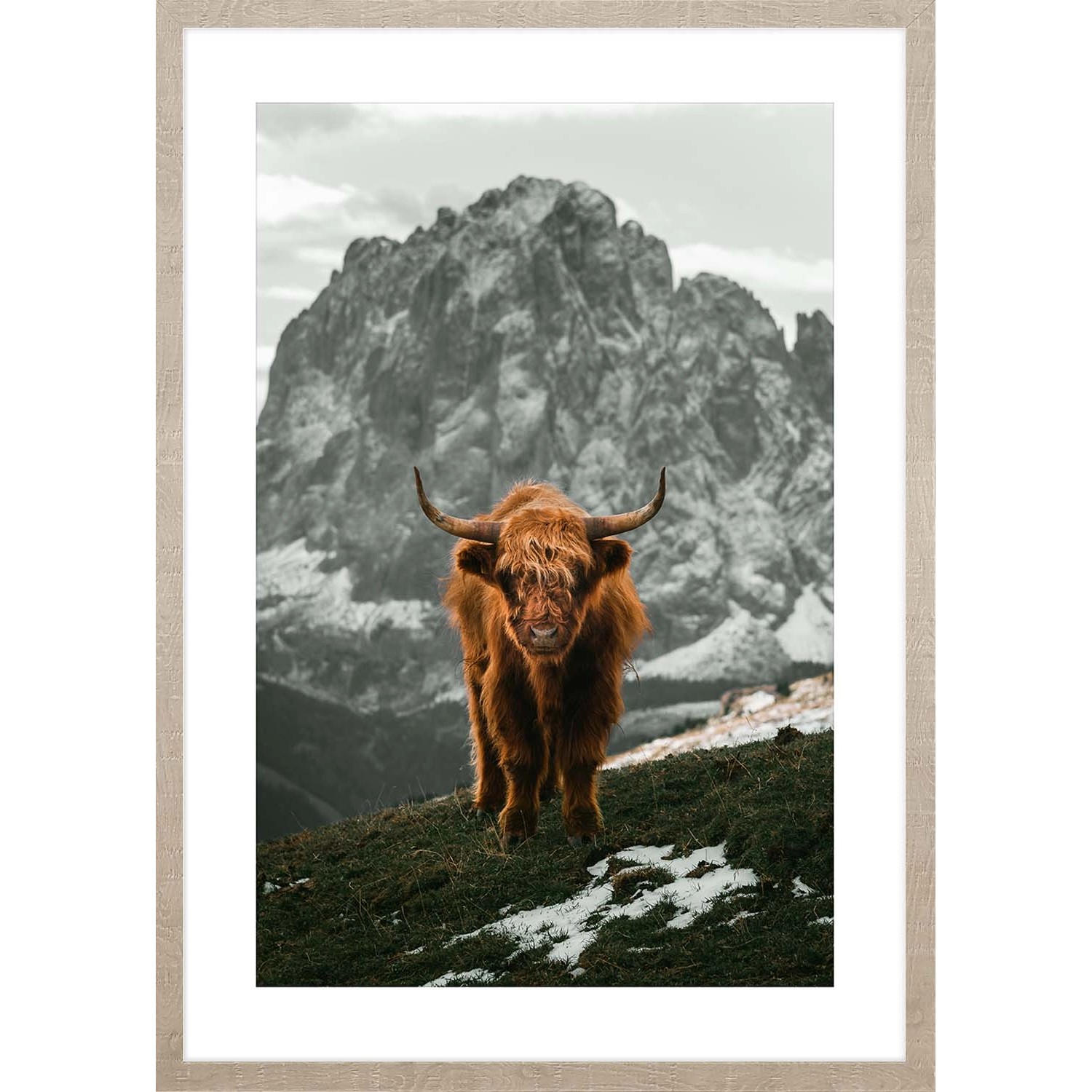 ARS LONGA Obraz SCOTTISH CATTLE 53 x 73 cm