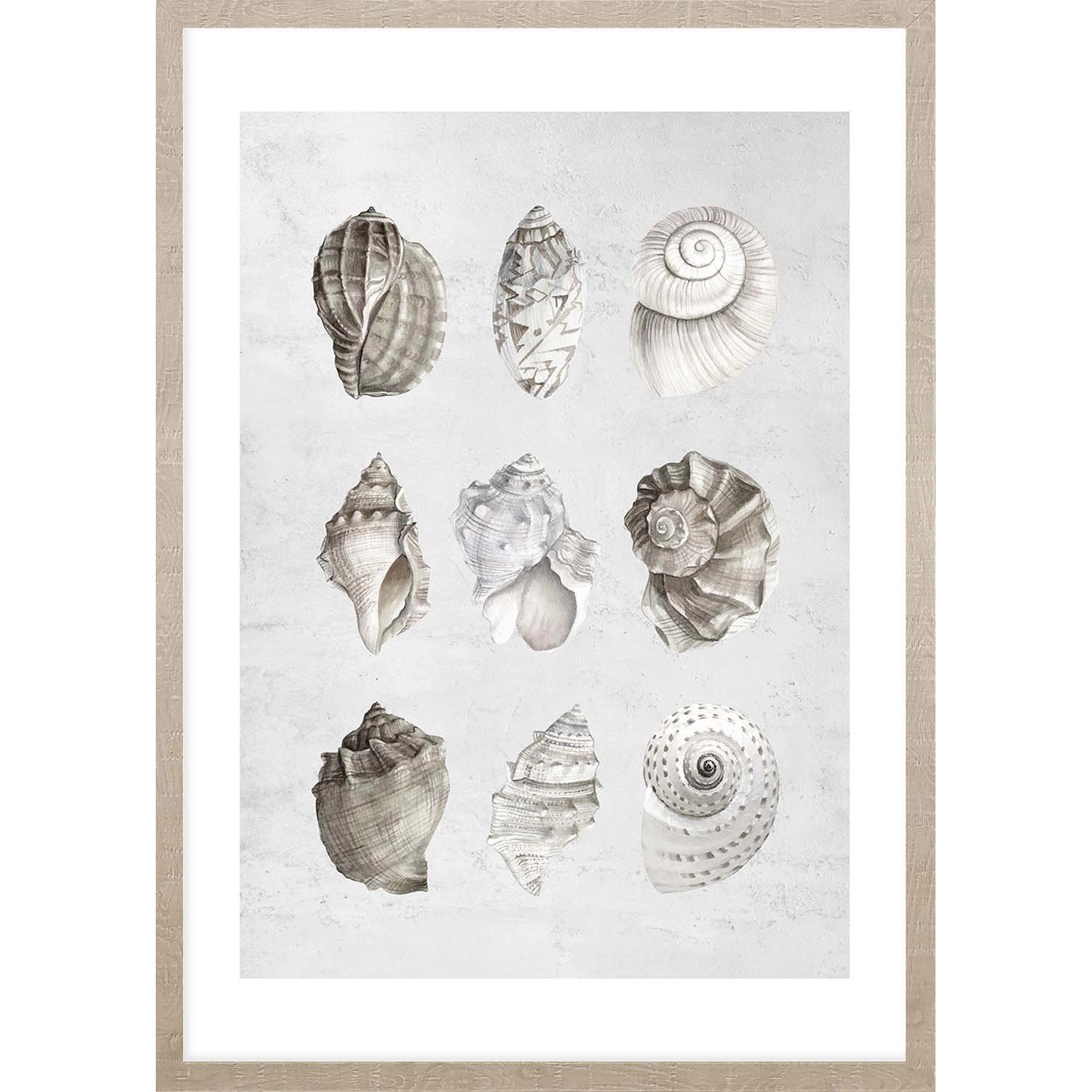 ARS LONGA Obraz PASTEL SHELLS 53 x 73 cm