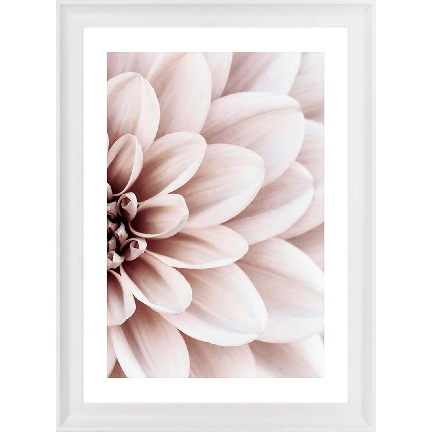 ARS LONGA Obraz POWDER DAHLIA no.2 58 x 78 cm