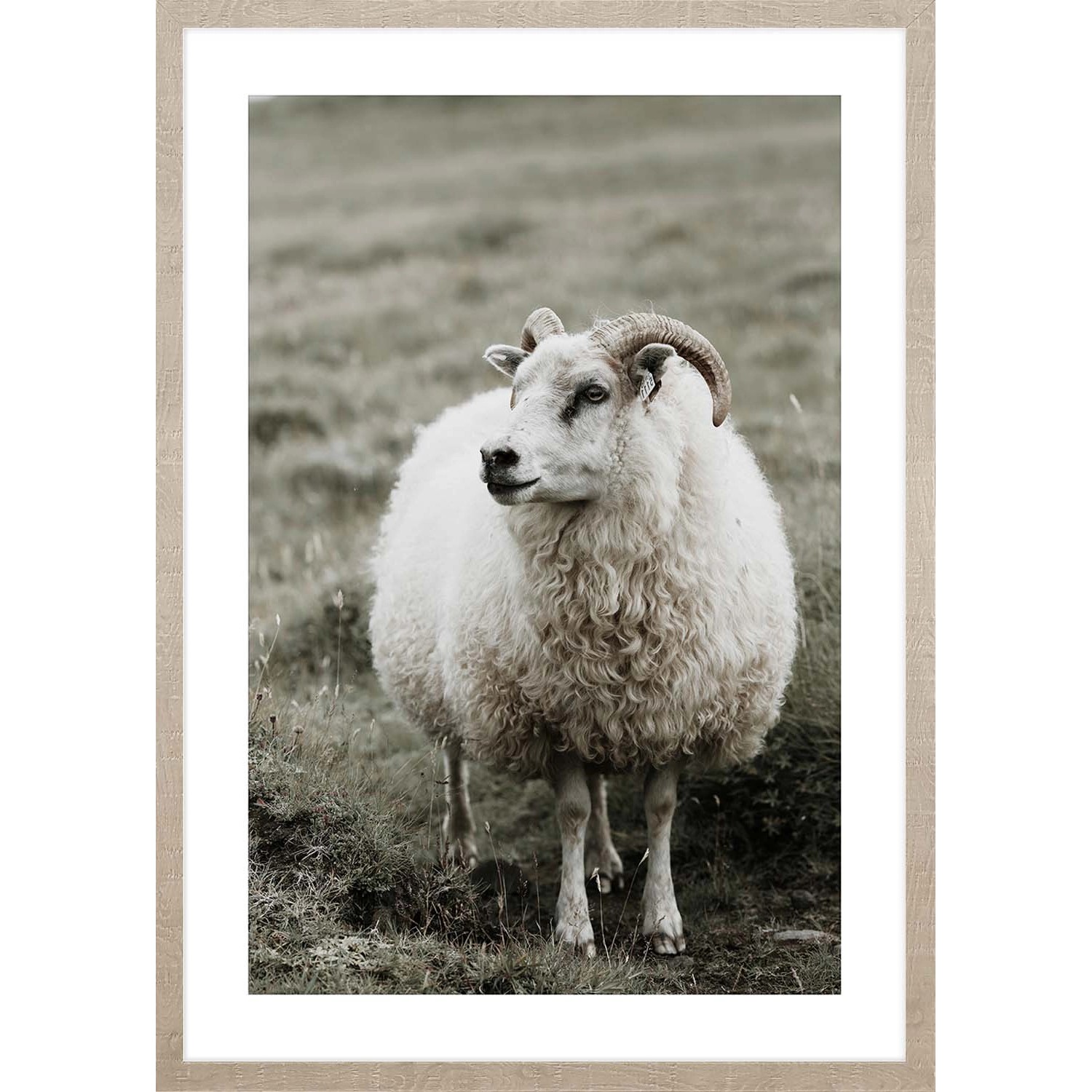 ARS LONGA Obraz RAM IN THE MEADOW 53 x 73 cm