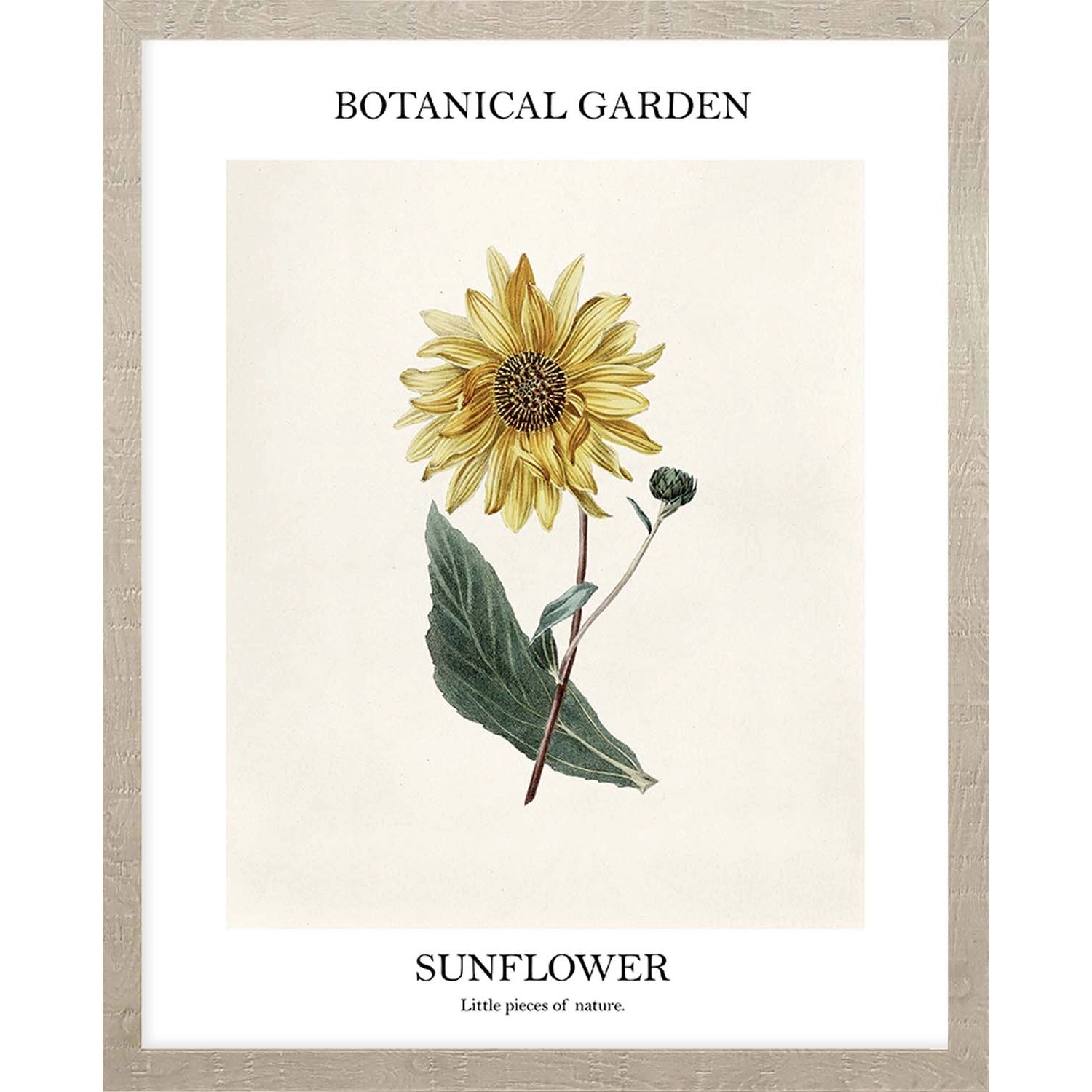 ARS LONGA Obraz GARDEN OF SUNFLOWER 43 x 53 cm