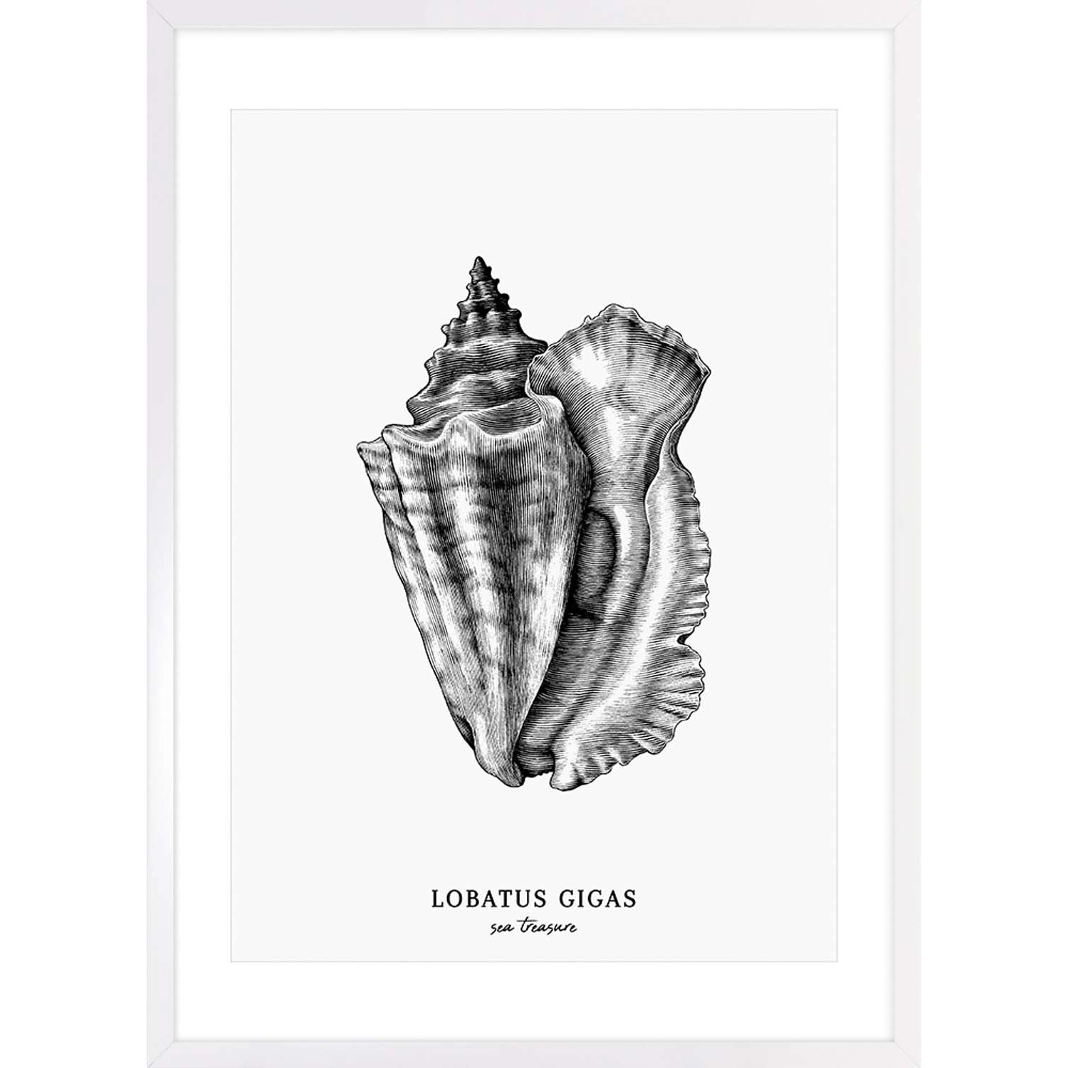 ARS LONGA Obraz LABATUS SHELL 53 x 73 cm