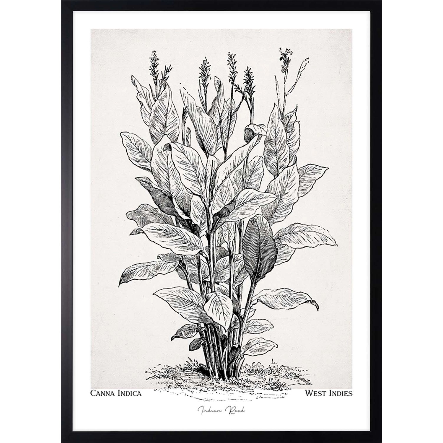 ARS LONGA Obraz CAANA INDICA PLANT 53 x 73 cm