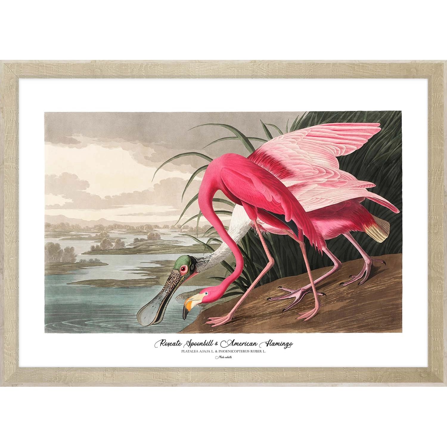 ARS LONGA Obraz FLAMINGO 55 x 75 cm