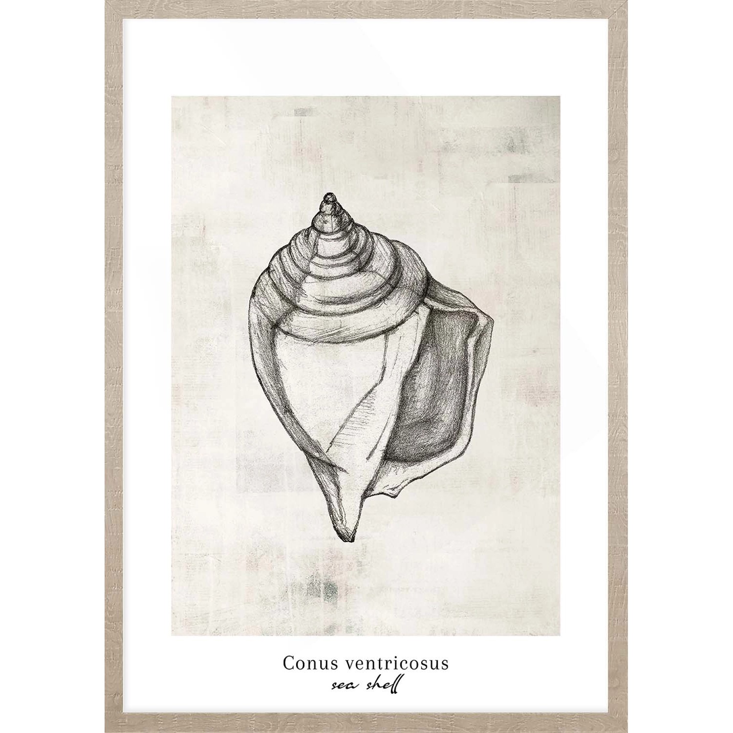 ARS LONGA Obraz CONUS SEA SHELL 53 x 73 cm