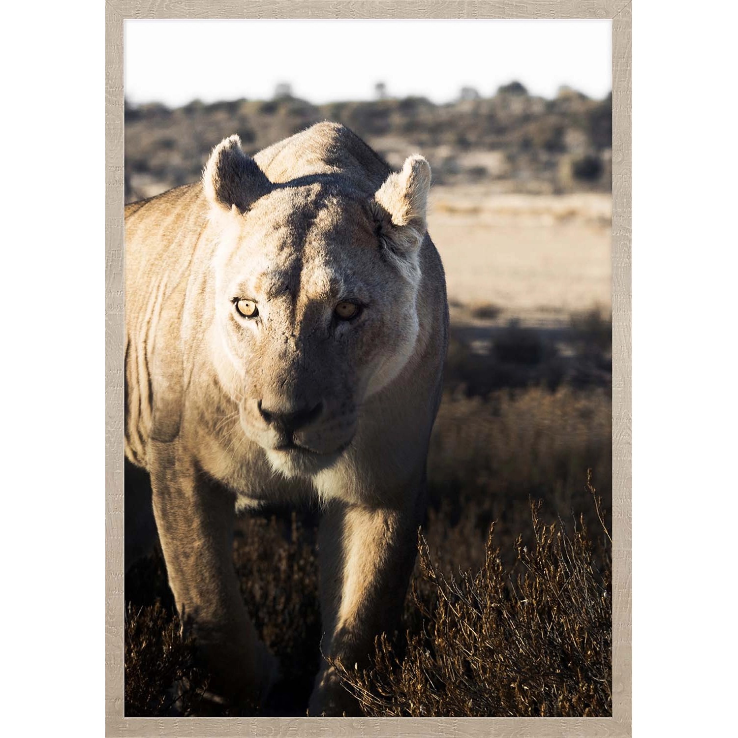 ARS LONGA Obraz LURKING LION 53 x 73 cm