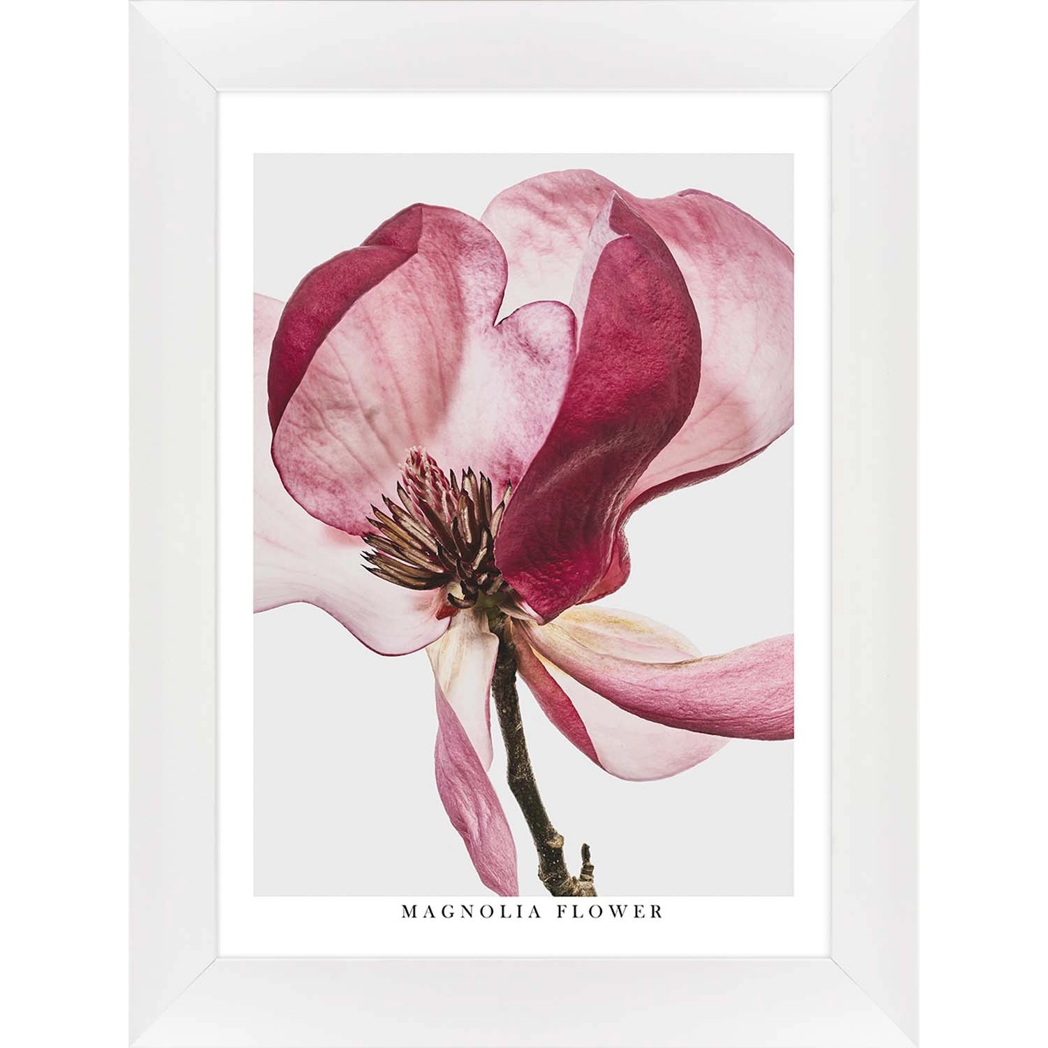 ARS LONGA Obraz MAGNOLIA FLOWER 64 x 84 cm