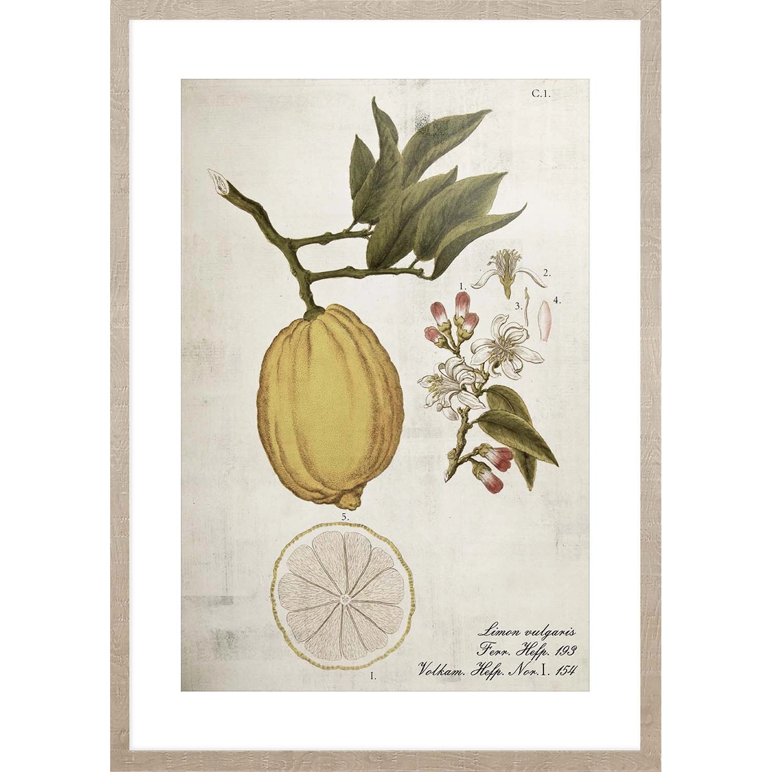 ARS LONGA Obraz LEMONADE LIFE CYCLE 53 x 73 cm