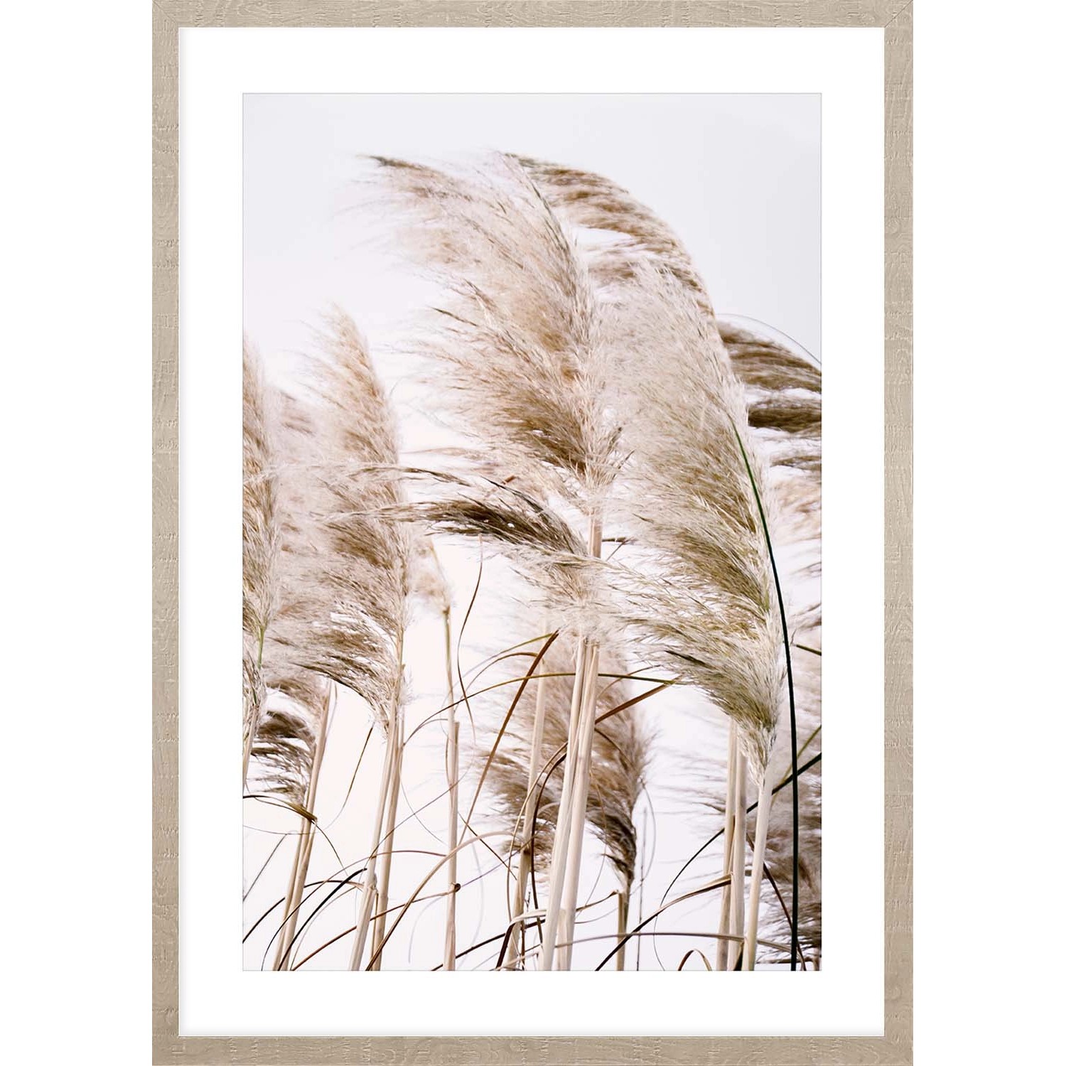ARS LONGA Obraz PAMPAS GRASS no.2 53 x 73 cm