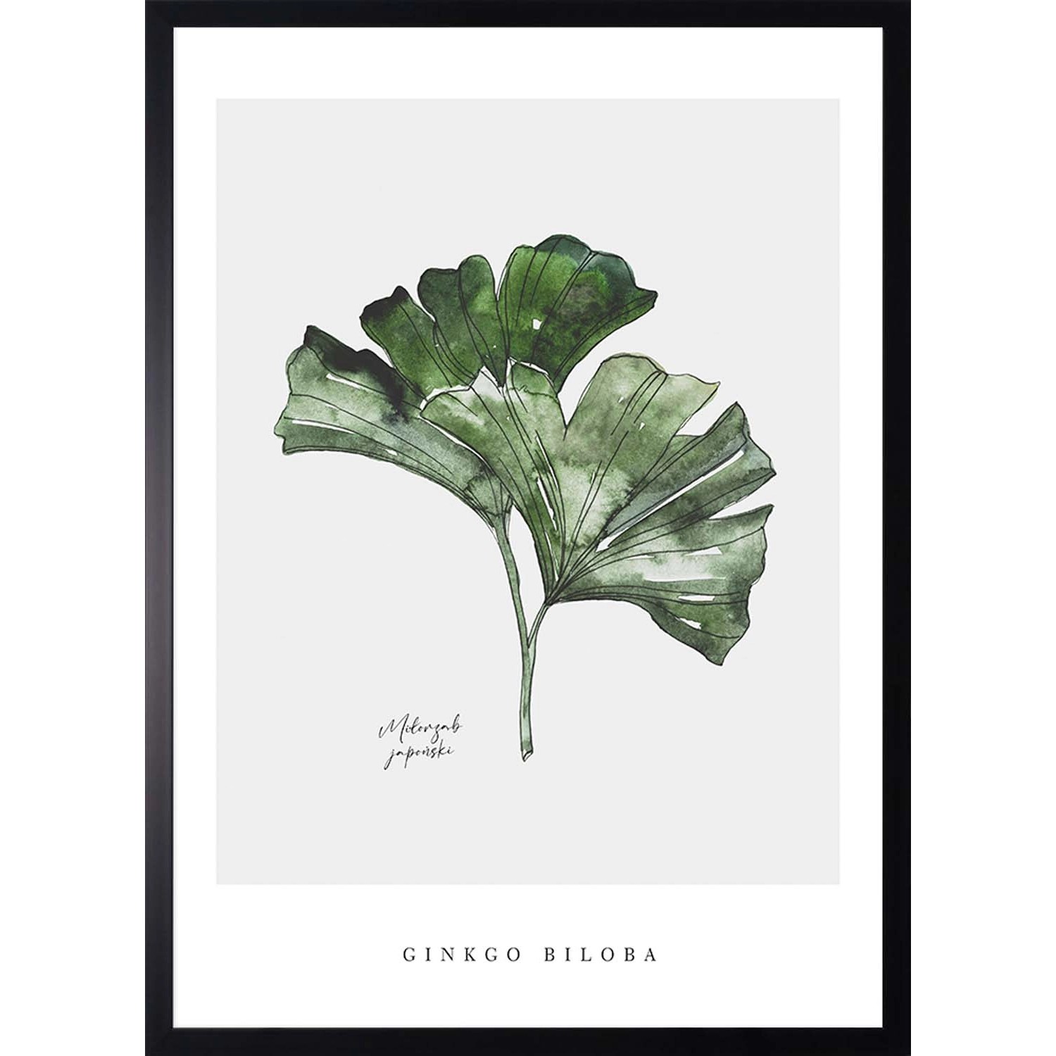 ARS LONGA Obraz GINKGO BILOBA ART 53 x 73 cm