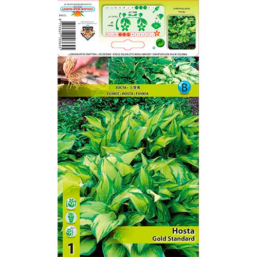 1 buc, Crin de toamnă (Hosta) Gold Standard - Bulbi: Mod de ambalare: 1 buc