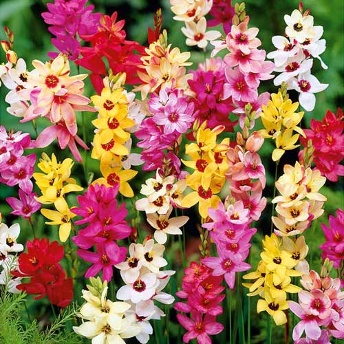 20 buc, Ixia, amestec de culori - Bulbi: Mod de ambalare: 20 buc
