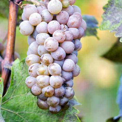 1 buc, Viță de vie Hibernal - Butași: Mod de ambalare: 1 buc