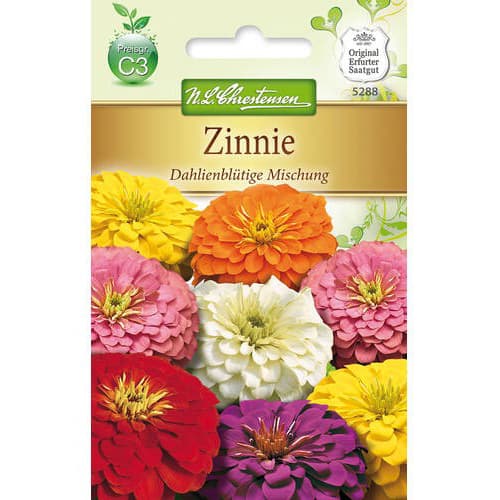 1 pac, Zinnia (Cârciumăreasă) tip dalie, mix multicolora - Semințe: Mod de ambalare: 1 pac