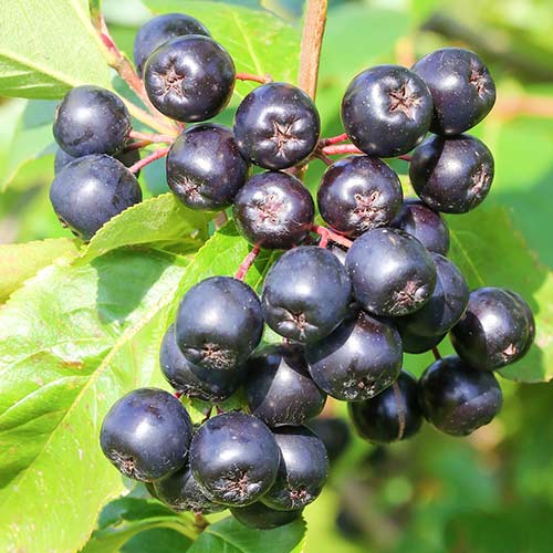 1 buc, Aronia Galicjanka - Răsaduri: Mod de ambalare: 1 buc