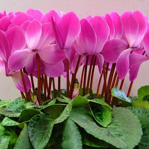 1 pac, Ciclamă Dama F1, roz - Semințe: Mod de ambalare: 10 semințe