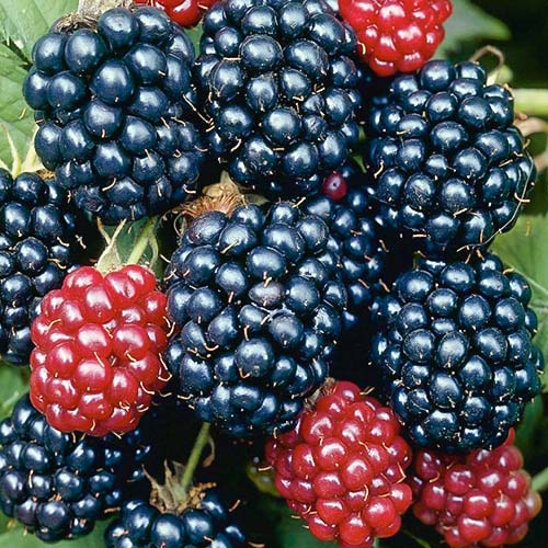 1 buc, Mur Gazda - Puieți: Mod de ambalare: 1 buc