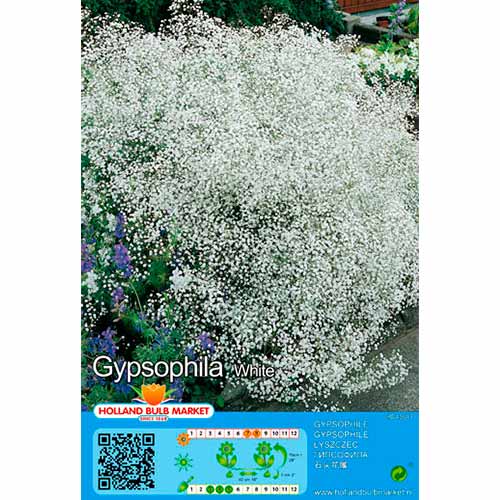 2 buc, Floarea miresei (Gypsophila) White - Bulbi: Mod de ambalare: 2 buc