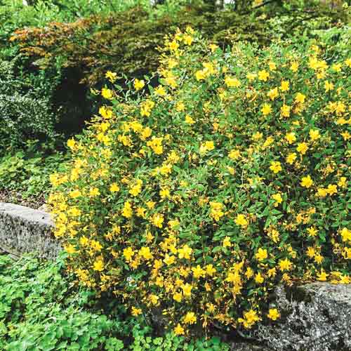 1 buc, Sunătoare Tricolor - Răsaduri: Mod de ambalare: 1 buc