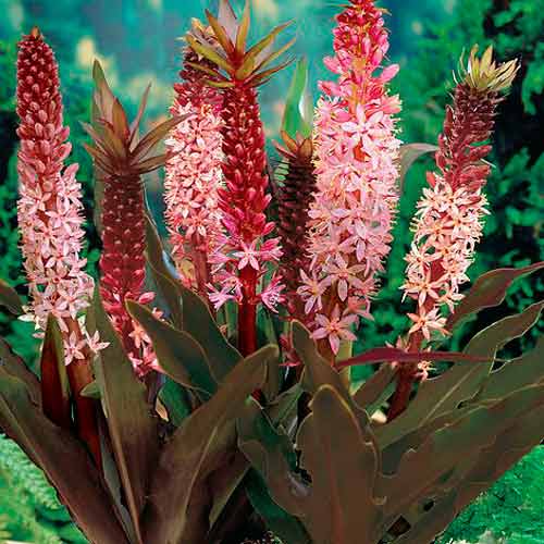 1 buc, Eucomis Sparkling Burgundy - Bulbi: Mod de ambalare: 1 buc