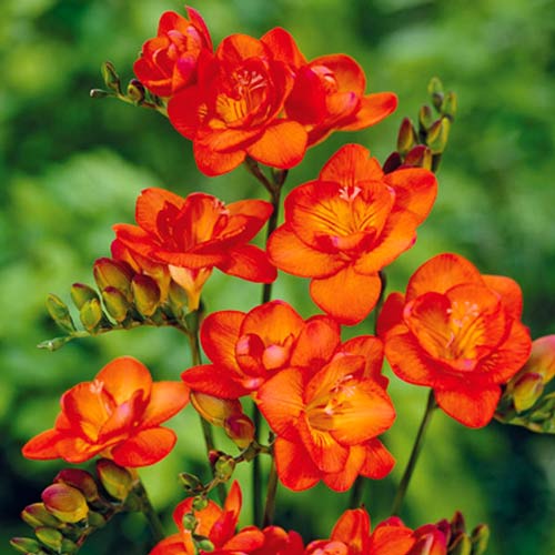 1 buc, Frezie Orange - Bulbi: Mod de ambalare: 1 buc