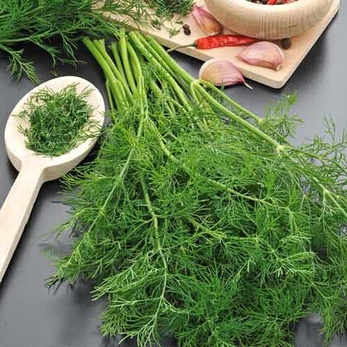 1 pac, Fenicul Magnafena - Semințe: Mod de ambalare: 1 g