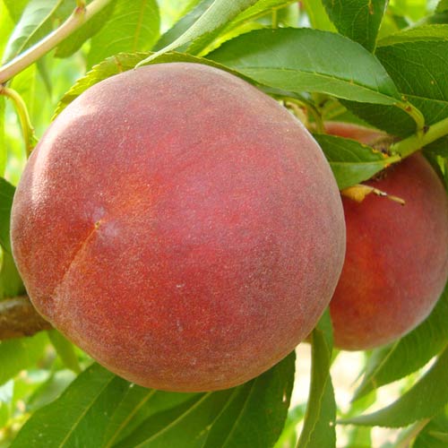 1 buc, Piersic Diamond Princess - Puieți: Mod de ambalare: 1 buc