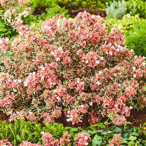 1 buc, Abelia grandiflora Tricolor Charm - : Mod de ambalare: 1 buc