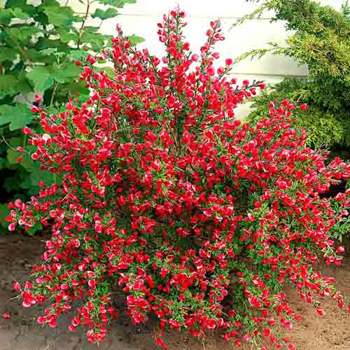 1 buc, Mătură (Cytisus) Boskoop Ruby - : Mod de ambalare: 1 buc