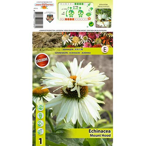 1 buc, Echinacea Mount Hood - Bulbi: Mod de ambalare: 1 buc