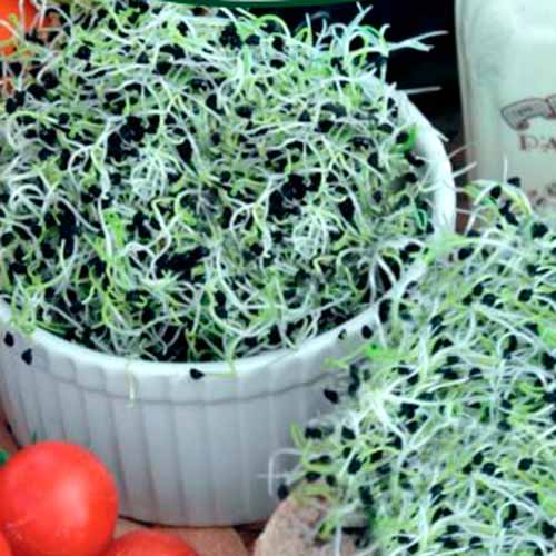 1 pac, Germeni Praz - Semințe: Mod de ambalare: 1.5 g